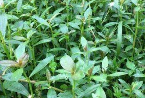 莲心菜怎么做好吃 莲子菜的食用方法