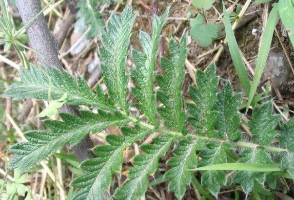 翻白草的功效与作用 翻白草的副作用