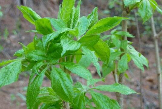 刺五加叶的功效和禁忌