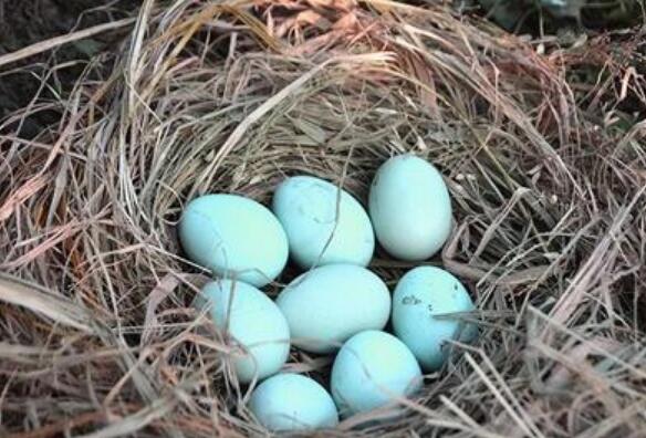 黑鸡蛋的营养价值与功效作用