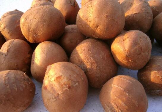 罗汉参的功效与作用及禁忌