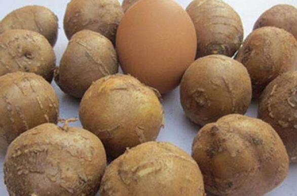 罗汉参的功效与作用及禁忌