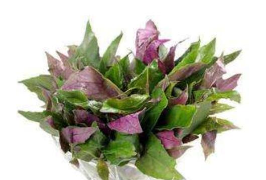 紫贝菜的功效与作用及食用方法