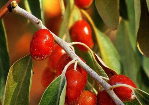 沙枣仁的功效与作用禁忌