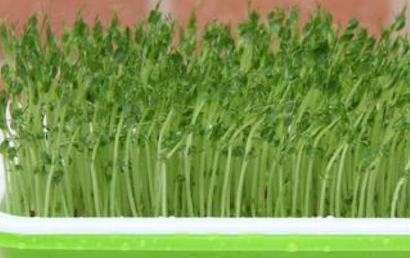  芽苗菜和豆芽的区别