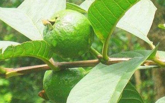 石榴叶泡水功效与作用