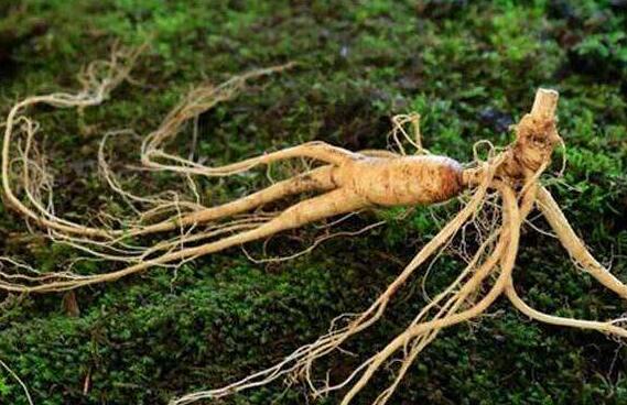 林下参和趴货的区别