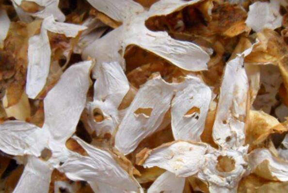 怎么泡发干竹胎儿