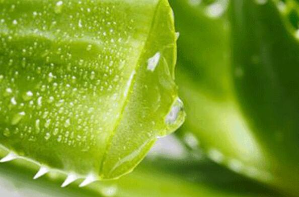 如何用生芦荟擦脸 用生芦荟擦脸的步骤教程