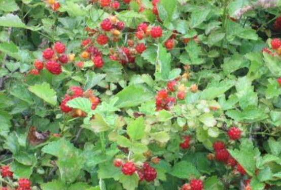 悬钩子与覆盆子的差别 吃悬钩子的好处