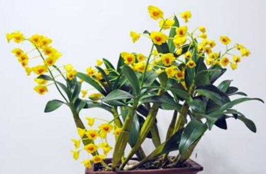 鼓槌石斛怎么养才开花 鼓槌石斛种植方法