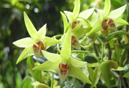 石斛花与什么一起泡水比较好