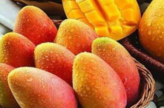 怎么区分芒果能不能吃 吃芒果的好处