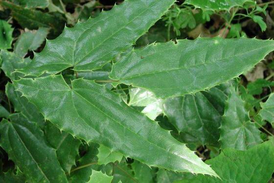 羊霍的功效与作用 羊藿的副作用