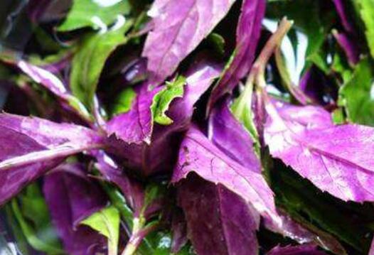 紫背菜的功效与作用 紫背菜什么人不能吃