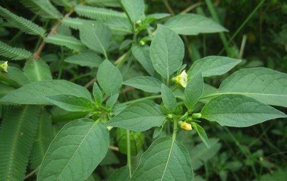 灯笼草怎么养 灯笼草的种植方法