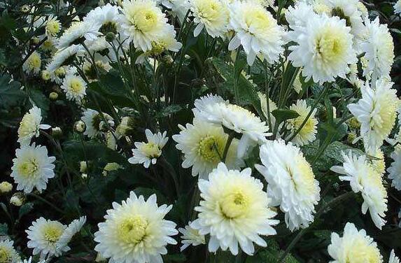 杭菊花和胎菊花的区别 胎菊花的功效与作用