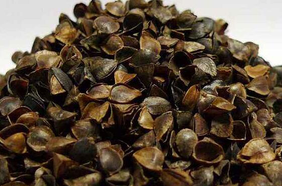 荞麦皮怎么清洗