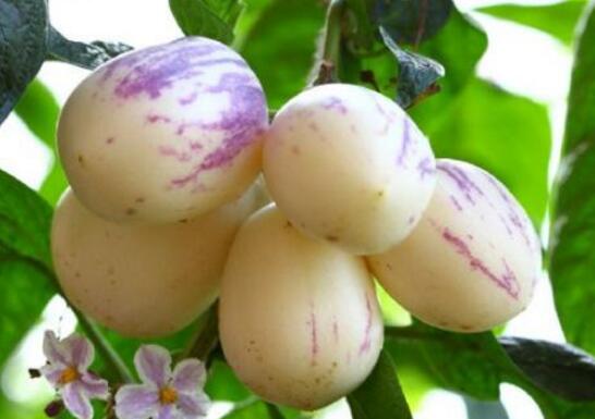 香瓜茄和人参果的区别 吃香瓜茄的好处