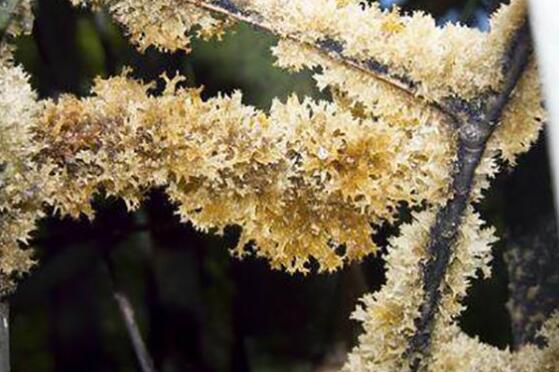 什么是竹燕窝 竹燕窝的功效与作用