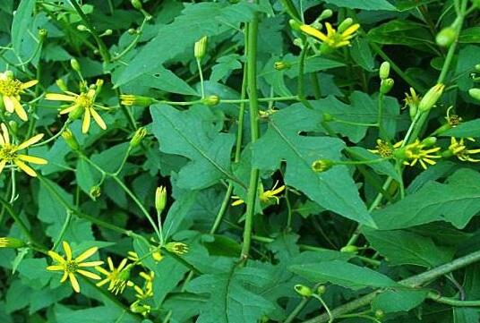 千里光的功效与作用及禁忌