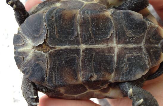 乌龟壳的功效与作用及禁忌