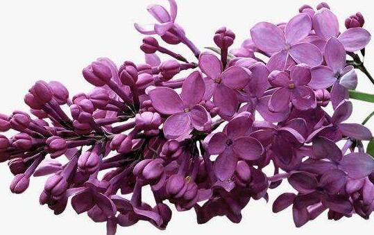 紫丁香花籽的作用与功效