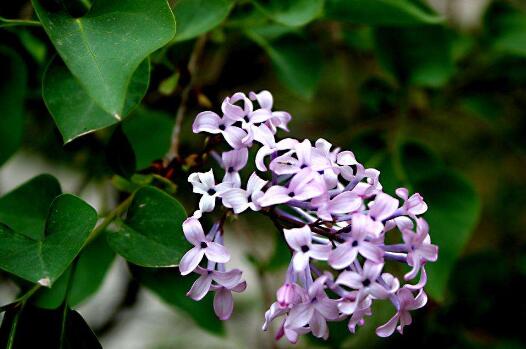 紫丁香花籽的作用与功效