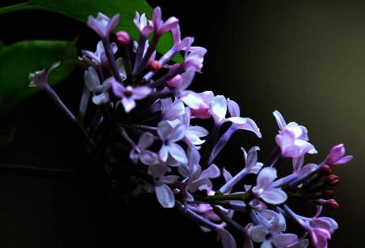 紫丁香花的功效与作用