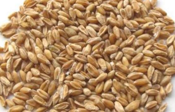 浮小麦的功效与作用及禁忌