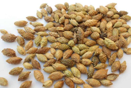 苍耳子的功效与作用及禁忌