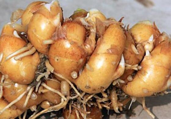 沙姜怎么腌制好吃 腌制沙姜的做法教程