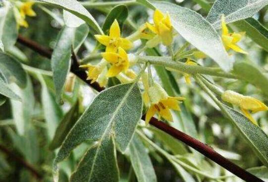 沙枣花的功效与作用