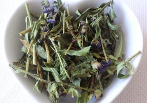黄芩叶茶制作方法 黄芩叶茶的功效