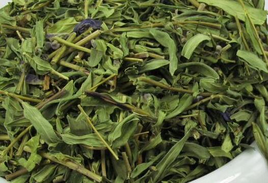 黄芩叶茶制作方法 黄芩叶茶的功效