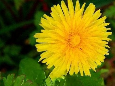 蒲公英花的功效与作用