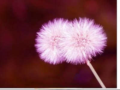  绯红蒲公英的功效与作用