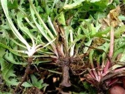  野生的蒲公英能吃吗