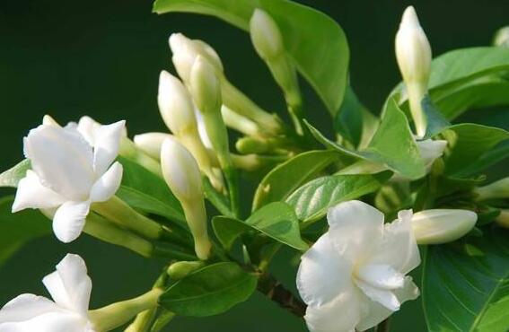 &Phi;子花的养殖方法和注意事项有哪些