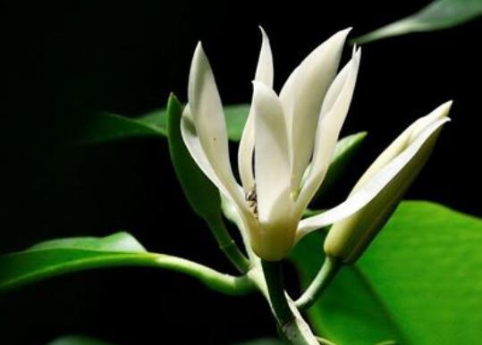 白兰花的养殖方法和注意事项有哪些