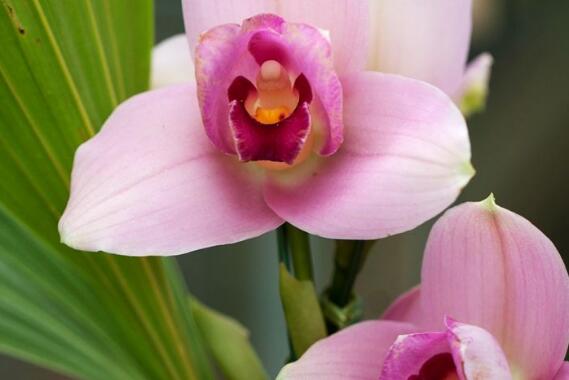 兰花养殖方法和注意事项有哪些