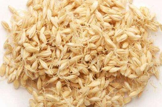 麦芽的功效和作用及禁忌