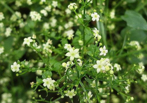茜草的功效与作用及副作用