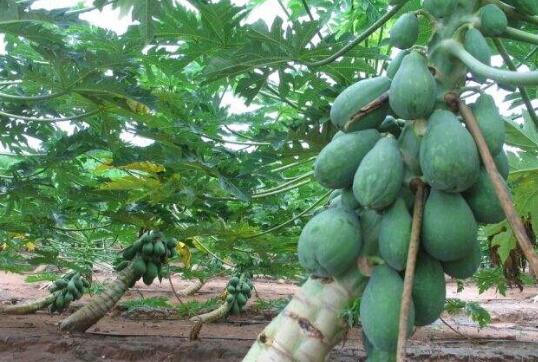 木瓜枝的功效与作用