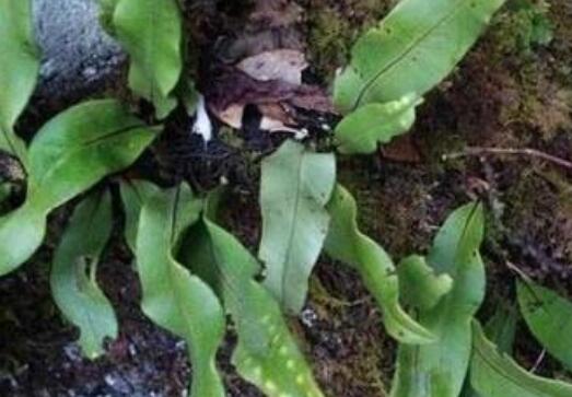 小石韦的功效与作用