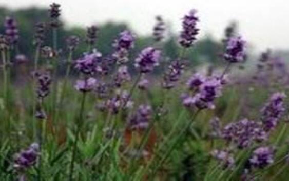 麦麸草的功效与作用