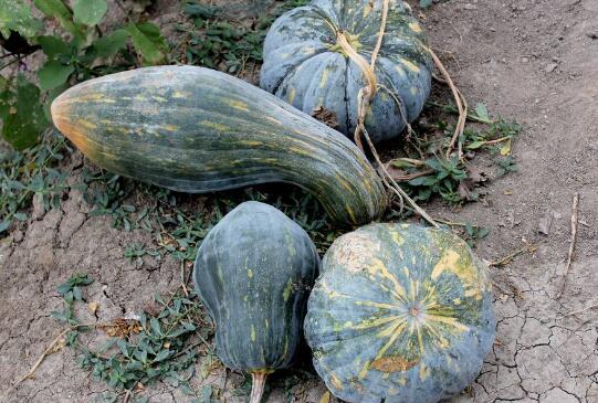 方瓜和南瓜的区别 方法的食用方法