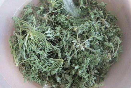 白蒿的功效与作用 白蒿的食用禁忌