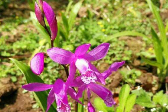 白芨的功效与作用 白芨的食用禁忌