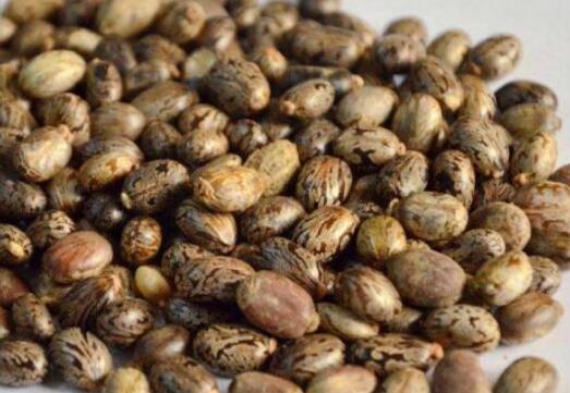 蓖麻子的功效与作用及药用价值